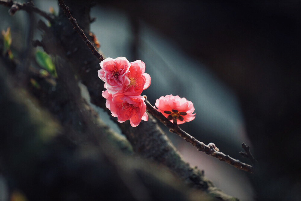 老樹(shù)桃花